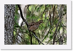 hazelhen pyy_7008 * 2052 x 1312 * (2.42MB)